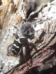 Neoclytus caprea