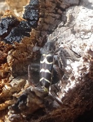 Neoclytus caprea
