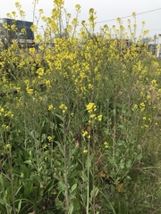 Brassica juncea