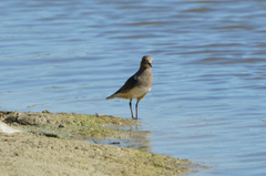 Charadrius modestus