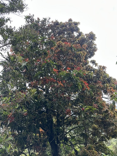 Aniba robusta, photograph 1
