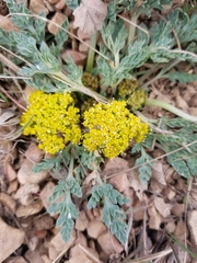 Cymopterus longipes