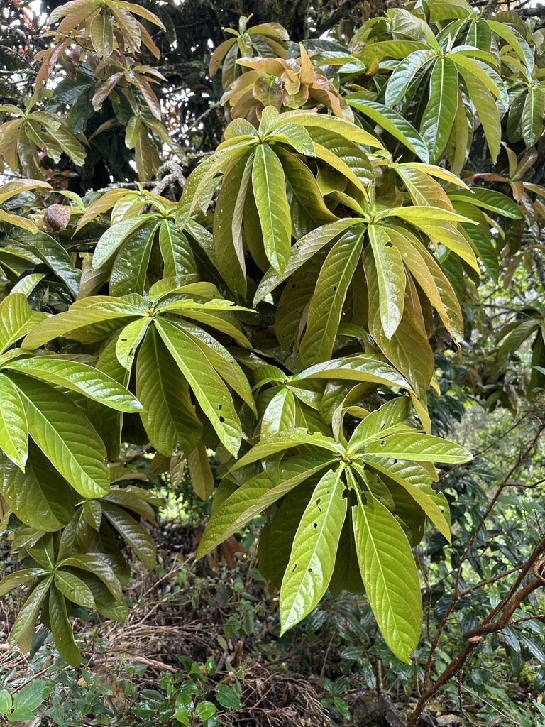Aniba robusta; photograph (c) Nicolás Baresch Uribe, some rights reserved (CC BY)