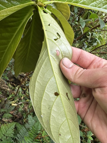 Aniba robusta, photograph 2