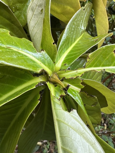 Aniba robusta, photograph 3