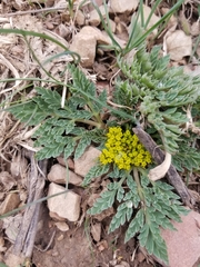 Cymopterus longipes