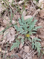 Cymopterus longipes
