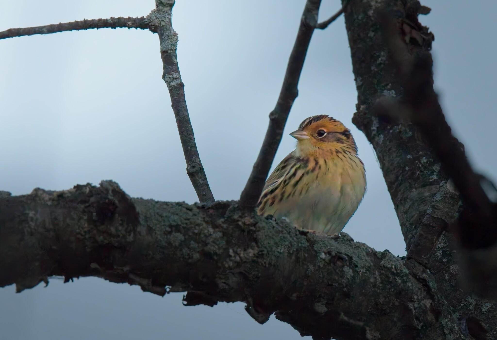 Ammospiza leconteii (Audubon, 1844)