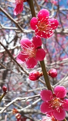 Prunus