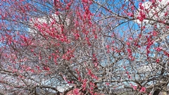 Prunus