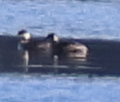 Podiceps auritus