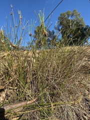 Cyperus gymnocaulos