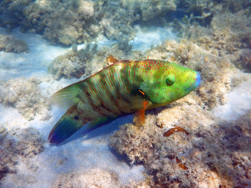 Cheilinus lunulatus
