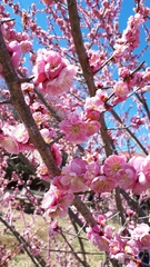 Prunus