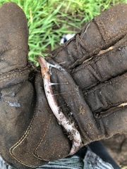 Aporrectodea caliginosa