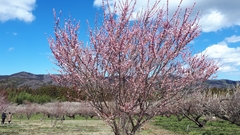 Prunus