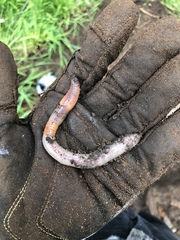 Aporrectodea caliginosa