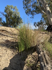 Cyperus gymnocaulos