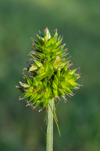 midland sedge (Carex mesochorea)