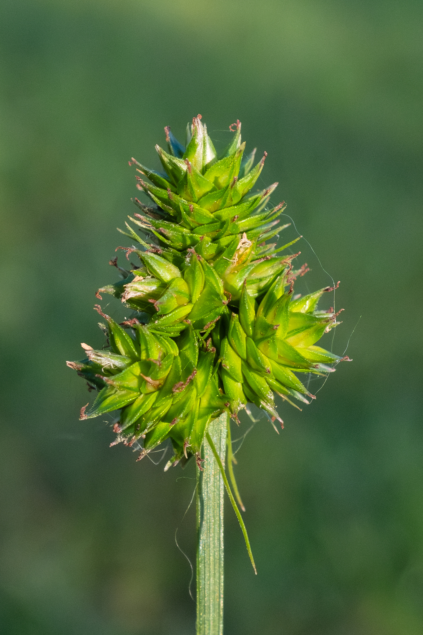 Carex mesochorea