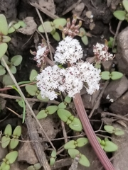 Lomatium linearifolium