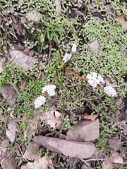 Lomatium linearifolium