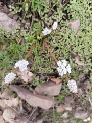 Lomatium linearifolium
