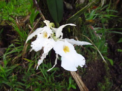 Trichopilia fragrans