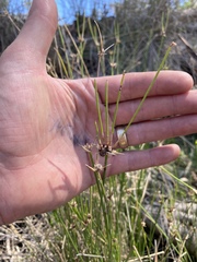 Cyperus gymnocaulos