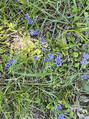 Featured image for “blue-eyed grasses”