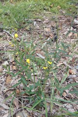 Crotalaria montana