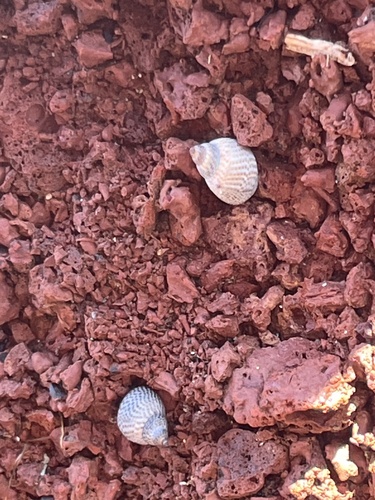 Littoraria pintado observed 2026-04-20