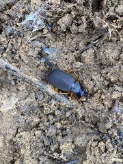 Chlaenius erythropus