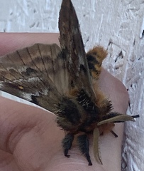 Ormiscodes amphimone