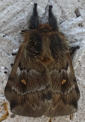 Ormiscodes amphimone