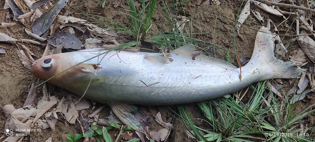 Stripe pangasius (Pseudolais pleurotaenia) — Pangasiidae