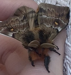 Ormiscodes amphimone