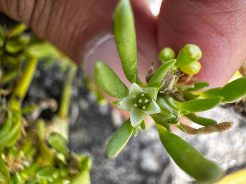 Slender seapurslane (Sesuvium maritimum)