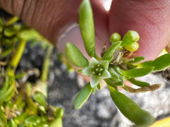 Sesuvium maritimum, photograph (c) Ashwin Srinivasan, some rights reserved (CC BY)