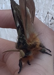 Ormiscodes amphimone