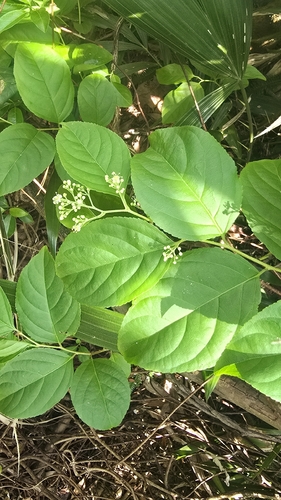Tripterygium wilfordii, photograph 6