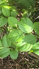 Tripterygium wilfordii, photograph (c) 葉淑蓮, some rights reserved (CC BY)