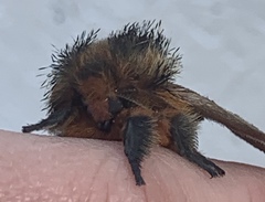 Ormiscodes amphimone