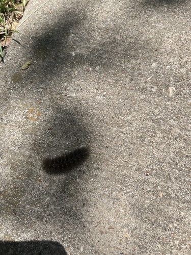 Featured image for “Butterflies and Moths”