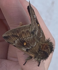 Ormiscodes amphimone