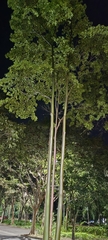 Calycophyllum spruceanum