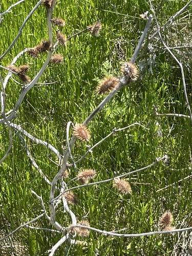 Featured image for “Cockleburs”