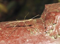 Clitumninae