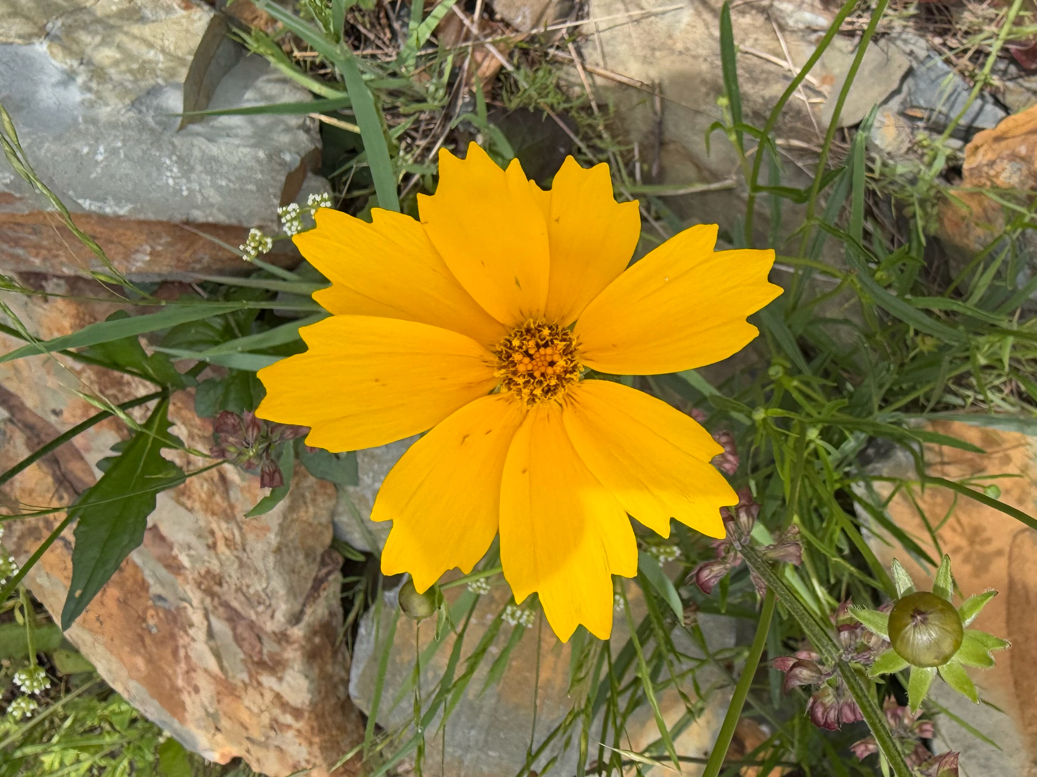 Imagem de coreopsis