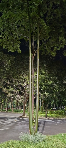 Calycophyllum spruceanum, photograph 2